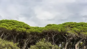 European Panoramic Views Drucke: Pine (Pinus pinea), pine forest