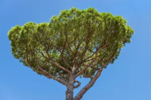 Central Italy Travel Drucke: Pine (Pinus pinea), pine tree, stone pine