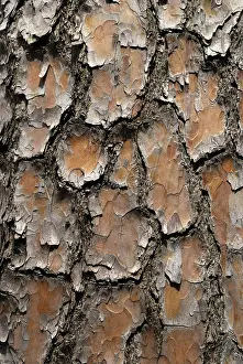Pine Tree Bark Drucke: Pine (Pinus silvestris), bark surface structure