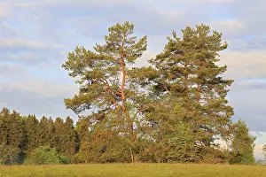 Coniferous Tree Species Drucke: Pine (Pinus), spruce (Pinaceae)
