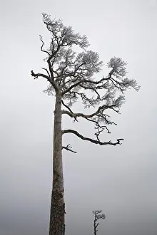 Peaceful Winter Landscape Drucke: Pine (Pinus) in winter