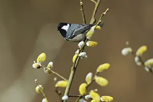 Drucke von Ein kleiner König in seinem Reich: Ein Periparus ater sitzt friedlich in einem Weidenzweig, umgeben von der Ruhe eines stillen Tages Tannenmeise Drucke: Pine tit, Periparus ater, in einer Weide sitzend, Burbach, Nordrhein-Westfalen