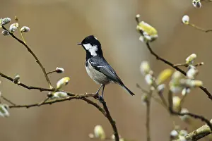 Drucke von Pinezit, Periparus ater, sitzt in einer Weide, Burbach, Nordrhein-Westfalen Tannenmeise Drucke: Tannenmeise, Periparus ater, sitzt in einem Weiden.