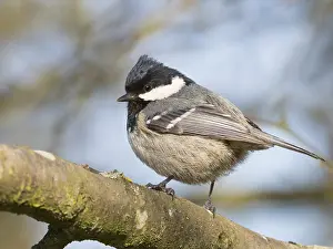 Empty Tree Boughs Drucke: A pine tit sitting on a branch