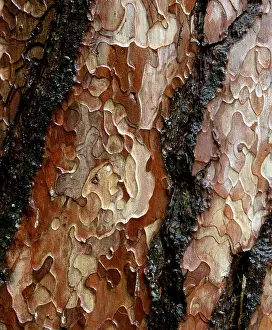 Close Up Pine Bark Drucke: Pine tree bark