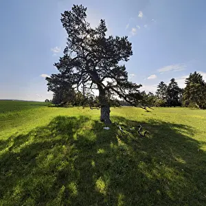 Central Europe Nature Views Drucke: Pine Tree (Pinus) with backlight