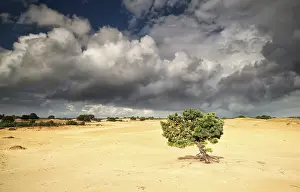 Benelux Countryside Scene Drucke: Pine tree on sand over stormy cloudy sky