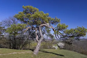 Coniferous Trees Europe Drucke: Pine tree on the Totschberg