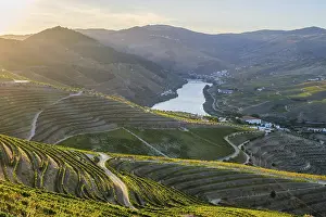 Douro Valley Scenic Views Drucke: Pine trees in the foreground frame the Douro River