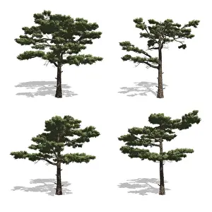 Coniferous Tree Photo Drucke: Pine trees, isolated on white background