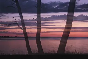 Evening Atmosphere In Europe Drucke: Pine trees on the lagoon at sunset