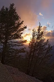 Atmospheric Evening Light Mood Drucke: Pine trees (Pinus) in the evening light