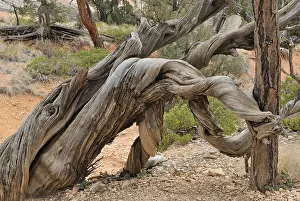 Pine Tree Trunk Drucke: Pine trunk (Pinus), twisted, fallen and withered