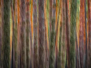 Nossentiner Schwinzer Heide Nature Park Drucke: Pine trunks in line and structure