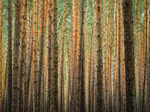 Northern Germany Nature Reserve Drucke: Pine trunks in line and structure