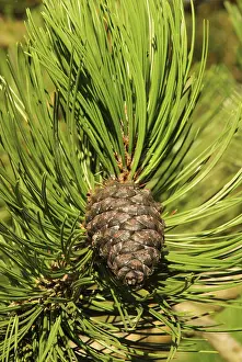 Coniferous Tree Drucke: Pine twig