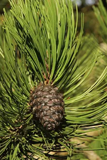 Coniferous Tree Drucke: Pine twig
