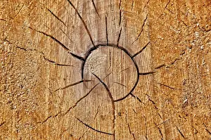 Tree Trunk Profile Drucke: Pine wood, tree disc