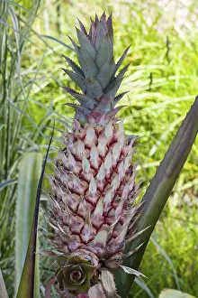 Bromeliad Plant Images Drucke: Pineapple (Ananas comosus)