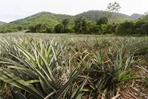 Tropical Fruit Cultivation Drucke: Pineapple (Ananas comosus), pineapple field