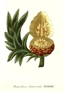 Pineapple Illustration Drucke: Pineapple brava, pineapple noble