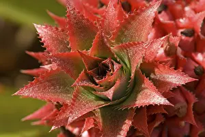 Hawaii Botanicals Drucke: Pineapple flower (Ananas comosus)