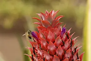 Pineapple Flower Drucke: Pineapple flower (Ananas comosus)