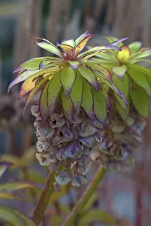 Close Up Plant Photography Drucke: Pineapple flower (Eucomis bicolor) seedhead