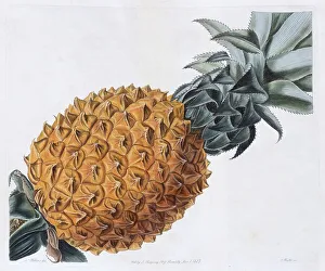 Exotic Tropical Fruits Images Drucke: Pineapple Fruit (Ananas comosus)