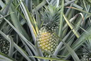 Fruity Food Still Life Drucke: Pineapple (pineapple comosus), pineapple field