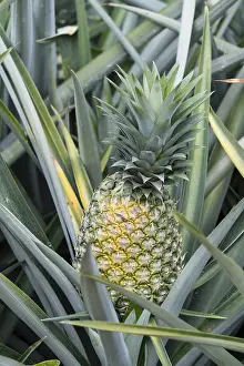 Tropical Fruit Cultivation Drucke: Pineapple (pineapple comosus), pineapple field
