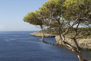 Waterfront Scenery Drucke: Pines, Majorca, Spain