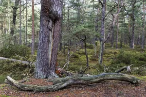 Coniferous Tree Trunks Drucke: Pines (Pinus), pine forest, tree trunks