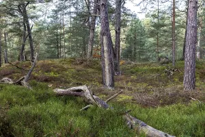 Coniferous Tree Trunks Drucke: Pines (Pinus), pine forest, tree trunks