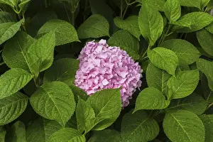 Lacecap Hydrangea Images Drucke: Pink Bigleaf Hydrangea (Hydrangea macrophylla)