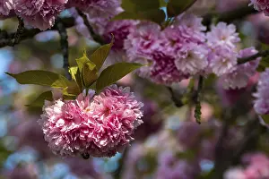 Close Shot Of Blossoms Drucke: Pink cherry blossoms in spring, close up