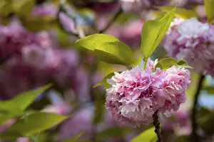 Fruit Tree Inflorescence Drucke: Pink cherry blossoms in spring, close up