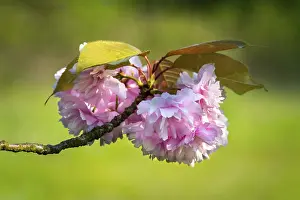 Springtime Flowering Trees Drucke: Pink cherry blossoms in spring, close up