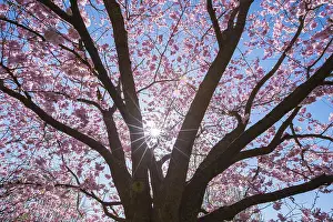 Central Europe Springtime Scenes Drucke: Pink cherry tree in spring with sun