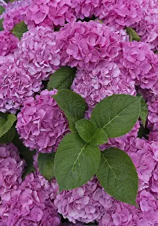 Bigleaf Hydrangea Drucke: Pink flowering Bigleaf Hydrangea (Hydrangea macrophylla)