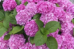 Hydrangeaceae Plant Species Drucke: Pink flowering Bigleaf Hydrangea (Hydrangea macrophylla)