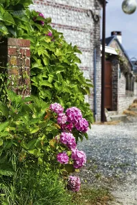 Hydrangea Flowers Drucke: Pink flowers of a hydrangea on a wall