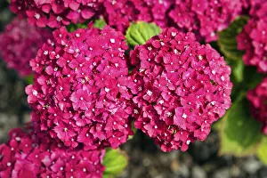 Pink Hydrangea Flowers Drucke: Pink hydrangea flowers, view from above