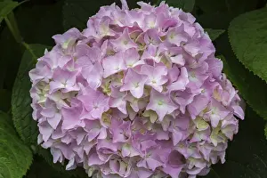 Bigleaf Hydrangea Drucke: Pink and lime Bigleaf Hydrangea (Hydrangea macrophylla) flowerhead in summer
