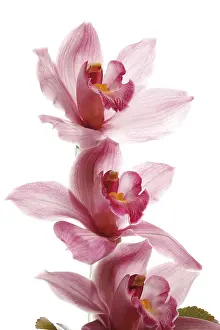 Rosaceae Family Drucke: Pink Orchids