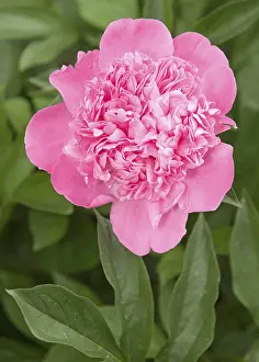 Pink Rose Like Flowers Drucke: Pink peony