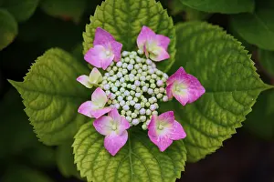 German Summer Flowers Drucke: Pink plate hydrangea (Hydrangea)