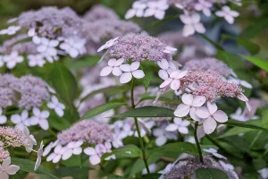 Central European Flowers Drucke: Pink plate hydrangea (Hydrangea serrata)
