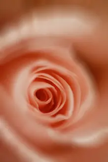 Close Up Of A Rose Drucke: Pink rose, detail