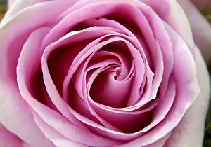 Close Up Rose Blossom Drucke: Pink rose
